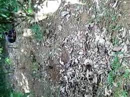 Cara menanam cabe rawit dari biji | belajar berkebun. Cara Menanam Cabai Rawit Yang Benar Di Gunung Youtube