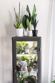 How To Hack An Ikea Glass Cabinet To Make A Greenhouse Ikea Plants House Plants Indoor Ikea Glass Cabinet