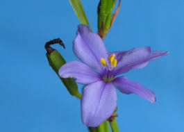 Image result for Aristea ecklonii