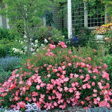 Below is a quick chart comparing the two: Gainesville Landscape Plant Of The Month Drift Roses The Masters Lawn Care