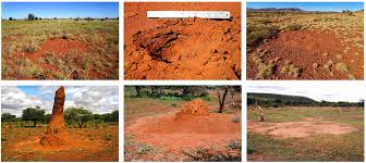 Image result for Limeum argute-carinatum