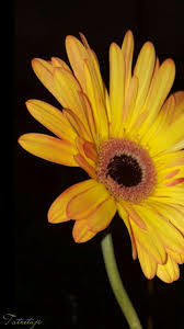 Gerbera Daisy By Zeta M Mood Gerbera Daisy Gerbera Plants