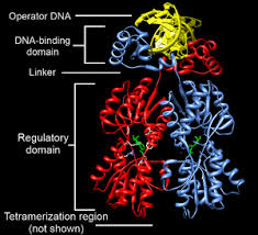 Dna mutations practice worksheet answer key pdf shows what number of misconceptions exist. Dna Binding Domain Wikipedia