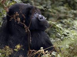 Image result for Ozoroa homblei