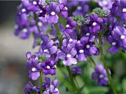 Image result for Angelonia