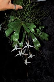 Image result for Aerangis splendida