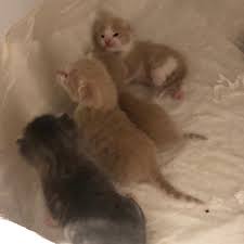 Daha Yeni Dogmus 4 Yavru Kedi Icin Yuva Ada Veteriner Poliklinik Facebook