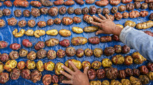 Seed storage in orthodox seeds is typically characterized by cold storages. This Spud S For You A Breeding Revolution Could Unleash The Potential Of Potato Science Aaas
