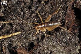 Vertebrate faunas are important to humans for food and recreation. Rhaphidophoridae An Overview Sciencedirect Topics