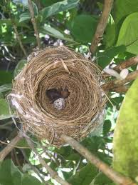 Pin On Bird Nest