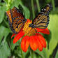 Plant Talk: Sustainable Landscaping event image