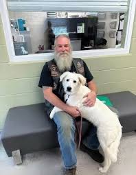 Global News - Biker found Golden Retriever chained to the... | Facebook