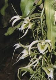 Image result for Aeranthes africana