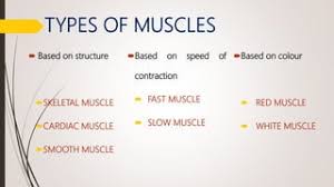 What Is The Difference Between Muscle Twitch, Muscle Tetany, And Treppe? -  Quora
