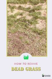 Maybe you would like to learn more about one of these? How To Fix Dead Grass Is It Dead Or Dormant Dead Grass Grass Grass Lawn