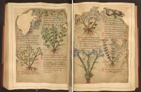 See more ideas about herbalism, herbal medicine, books. Medieval Herbal Remedies Manuscript Now Available Online
