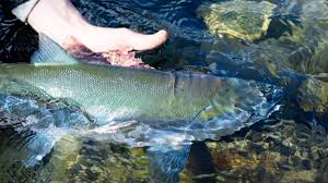 2018 Kenai River Fishing Report The Lunkers Guide