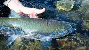 2018 kenai river fishing report the lunkers guide