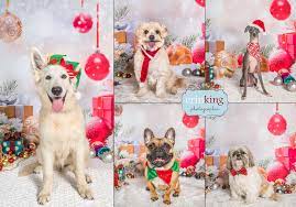 1,398 likes · 1 talking about this. Christmas Pet Portraits Erin King Pet Photographer