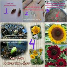 Mereka akan tumbuh pada musim semi sampai dengan musim gugur saja. Cara Berkebun Bunga Matahari Cara Berkebun