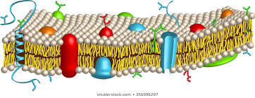 For the majority of cells, the cell membrane consists of three main components. Unit 8 Exam Review Quiz Biology Quiz Quizizz