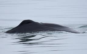 Enjoy the satisfying pleasures of viewing hard schlongs spewing glazy sperms into hot chicks' beautiful faces. A Sperm Whale Again Baleines En Direct