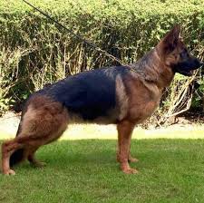But german shepherd puppies, like any breed, can grow into intelligent, loving dogs if given the right training and socialisation. Uk German Shepherd Rescue Home Facebook