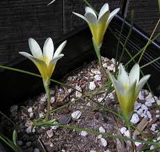 Image result for Romulea camerooniana