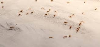 Ants In Your Pantry Gregory Pest