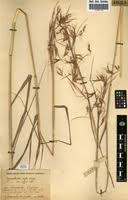 Image result for Hyparrhenia poecilotricha