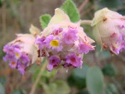 Image result for Lippia woodii