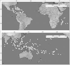 Image result for Cienfuegosia gerrardii