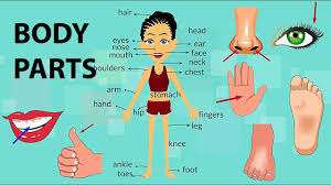 The song is entitled head, shoulders, knees, and toes. Body Parts Vocabulary Youtube