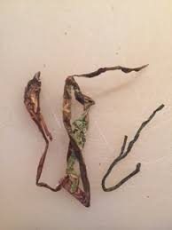 #herbstzeitlose, #maiglöckchen, gefleckter aronstab, vielblütiger weißwurz, salomonssiegel & verwilderte #tulpen. Herbstzeitlose Im Heu Kaninchen