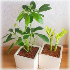 シェフレラ カポック の育て方 植え替えの方法は 水栽培もできる Greensnap グリーンスナップ