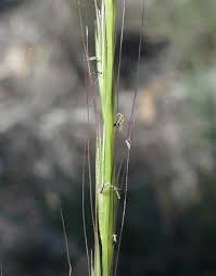 Image result for Enteropogon