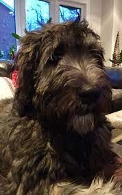Check spelling or type a new query. Pin On Irish Wolfoodle Irish Wolfhound X Standard Poodle Mix