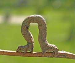 Check spelling or type a new query. Caterpillar Natural And Organic Anticaterpillar Treatment And Control