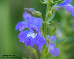 Image result for Stemodia