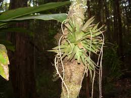 Image result for Oberonia