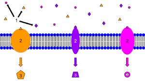 Crystal field stabilization energy and ligand exchange rates. Protein Ligand Complex Wikipedia
