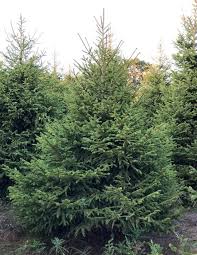 It is an important lumber crop in europe does well in full and partial sun. 7ft Norway Spruce Traditional Tree