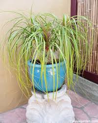 Toxicity and houseplants can be a somewhat fearsome and misunderstood subject so i want to give you some things to think about. How To Care For And Repot A Ponytail Palm