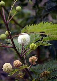 Image result for Acacia robusta