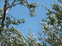 Maybe you would like to learn more about one of these? 16 Silver Foliage Plants To Brighten Your Landscape