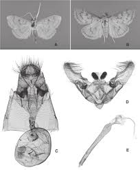The south american cactus moth, cactoblastis cactorum, is now spreading through texas. First Report Of Range Expansion Of The Cactus Webworm Loxomorpha Flavidissimalis Grote Pyraloidea Crambidae To Central Mexico And Central Texas Usa