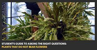 Fruits and flowers delivery in india, online fruit flower basket in india. Student S Guide To Asking The Right Questions Plants That Do Not Bear Flowers
