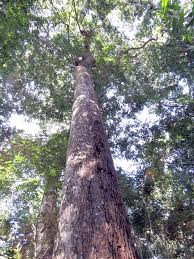 Image result for Chaetocarpus