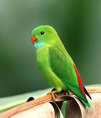 Green Bird Color Palette Most Beautiful Birds Bird Pictures Beautiful Birds
