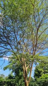 Image result for Acacia kirkii